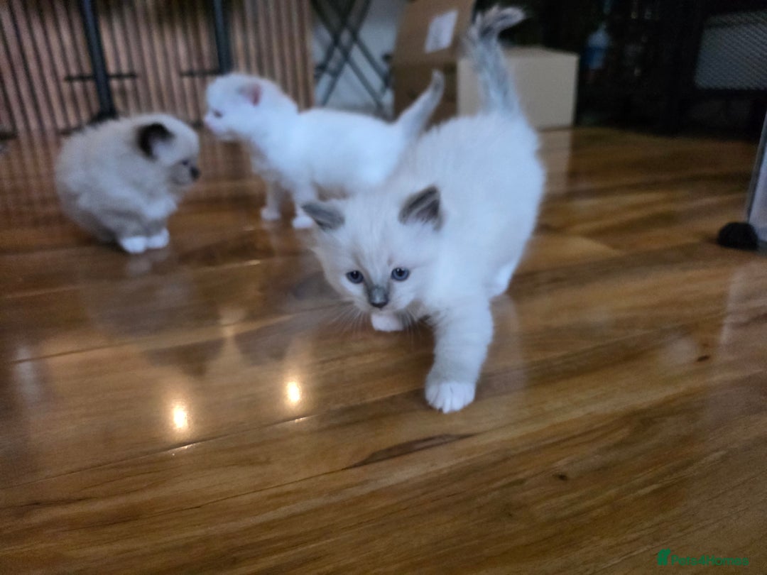 Ragdoll cats for sale: Pure Ragdoll Kittens  - Image 8