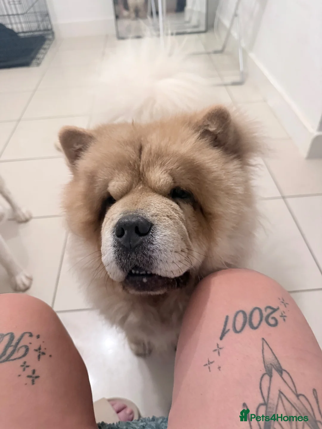 Chow Chow dogs for sale: Female chow chow - Advert 2