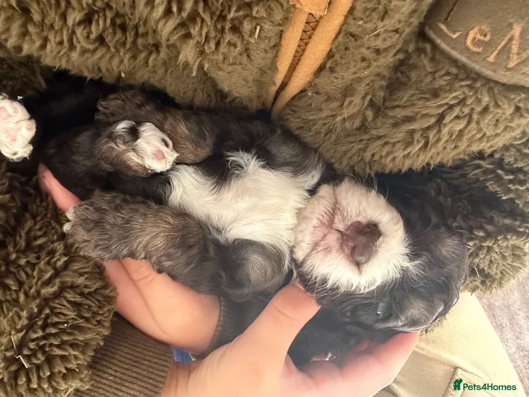 Cockapoo dogs for sale: F1 Cockapoo Puppies - Advert 1