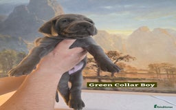 Weimaraner dogs for sale: *2 LEFT *BEAUTIFUL KC WEIM PUPS 2ND/FINAL LITTER  - Advert 20