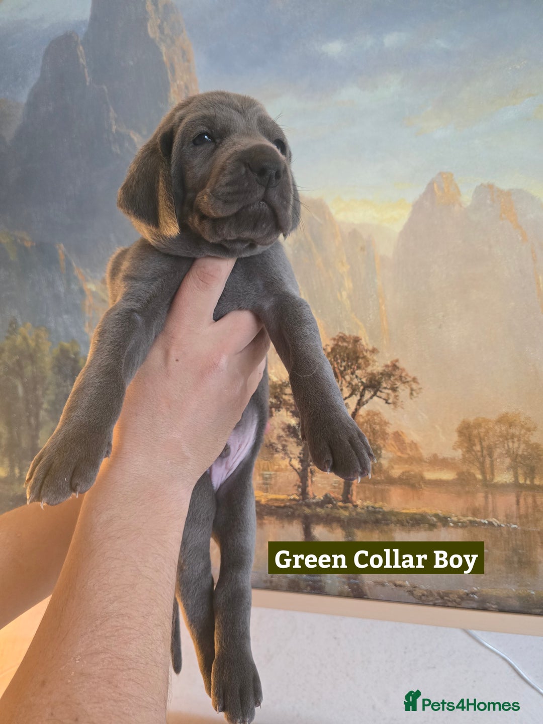 Weimaraner dogs for sale: *2 LEFT *BEAUTIFUL KC WEIM PUPS 2ND/FINAL LITTER  - Advert 20