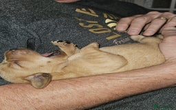 Labrador Retriever dogs for sale: Beautiful Lab Pups Looking for Loving Homes  - Image 8