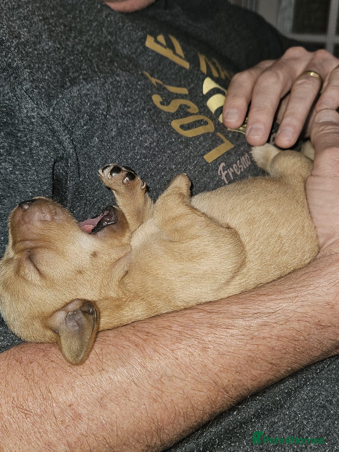 Labrador Retriever dogs for sale: Beautiful Lab Pups Looking for Loving Homes  - Image 8