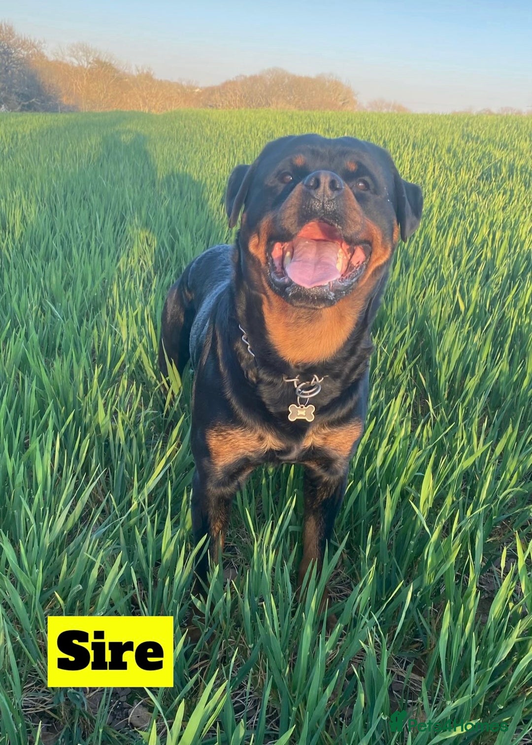 Rottweiler dogs for sale: Beautiful KC Rottweiler puppies - Image 4