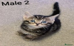 Russian Blue cats for sale: Intelligent & Balanced Russian Blue Cross Kittens - Image 13