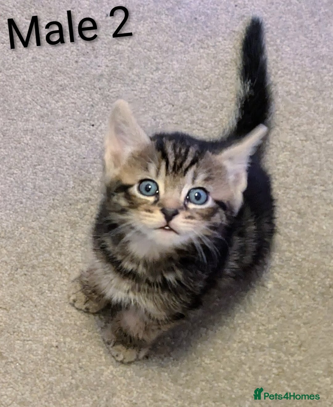 Russian Blue cats for sale: Intelligent & Balanced Russian Blue Cross Kittens - Image 13