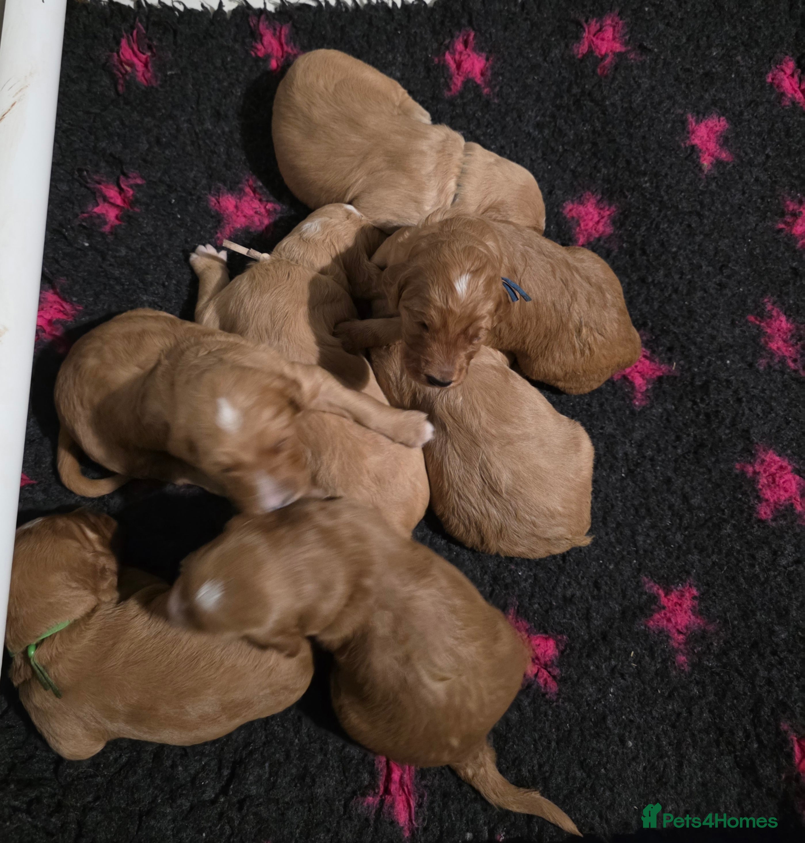 Goldendoodle dogs Fully Health Tested F1 Goldendoodles - Advert 1