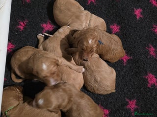 Goldendoodle dogs Fully Health Tested F1 Goldendoodles - Advert 1