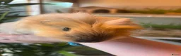 Guinea Pig rodents for sale: Peruvian, Sheltie & Alpaca Guinea Pig baby boars - Advert 8