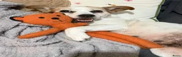 Jack Russell dogs for sale: Minnie  - Advert 7
