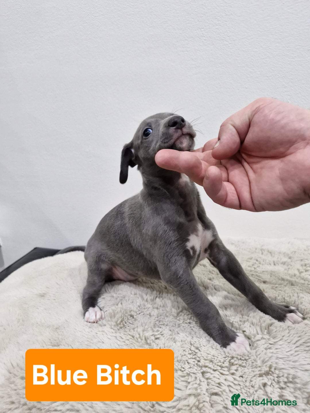 Whippet dogs for sale: KC Reg Whippet Puppies for sale  - Advert 6