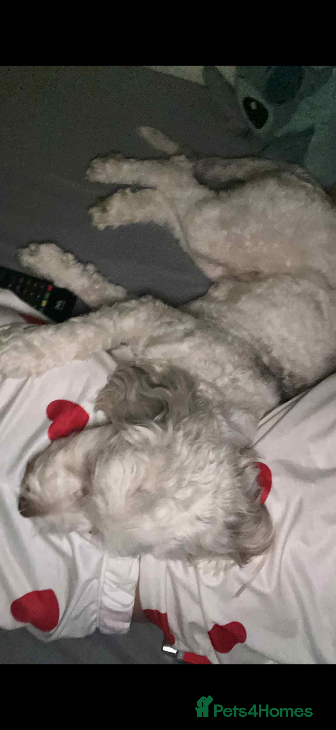 Cockapoo dogs for sale: Beautiful cockapoos looking for forever homes - Image 17