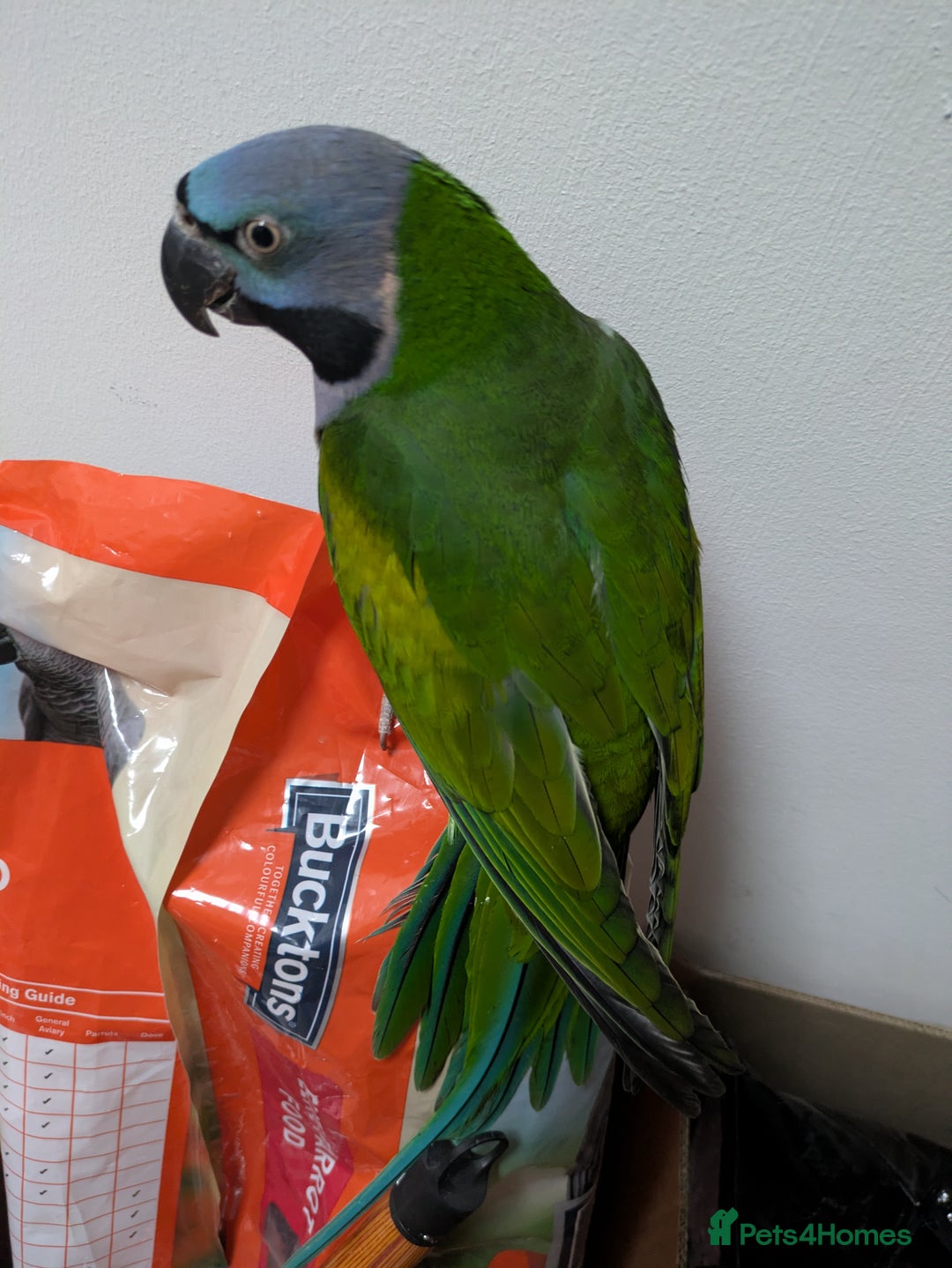 Parakeets birds for sale: Chinese Parakeet Derbyan Parakeet friendly - Advert 26