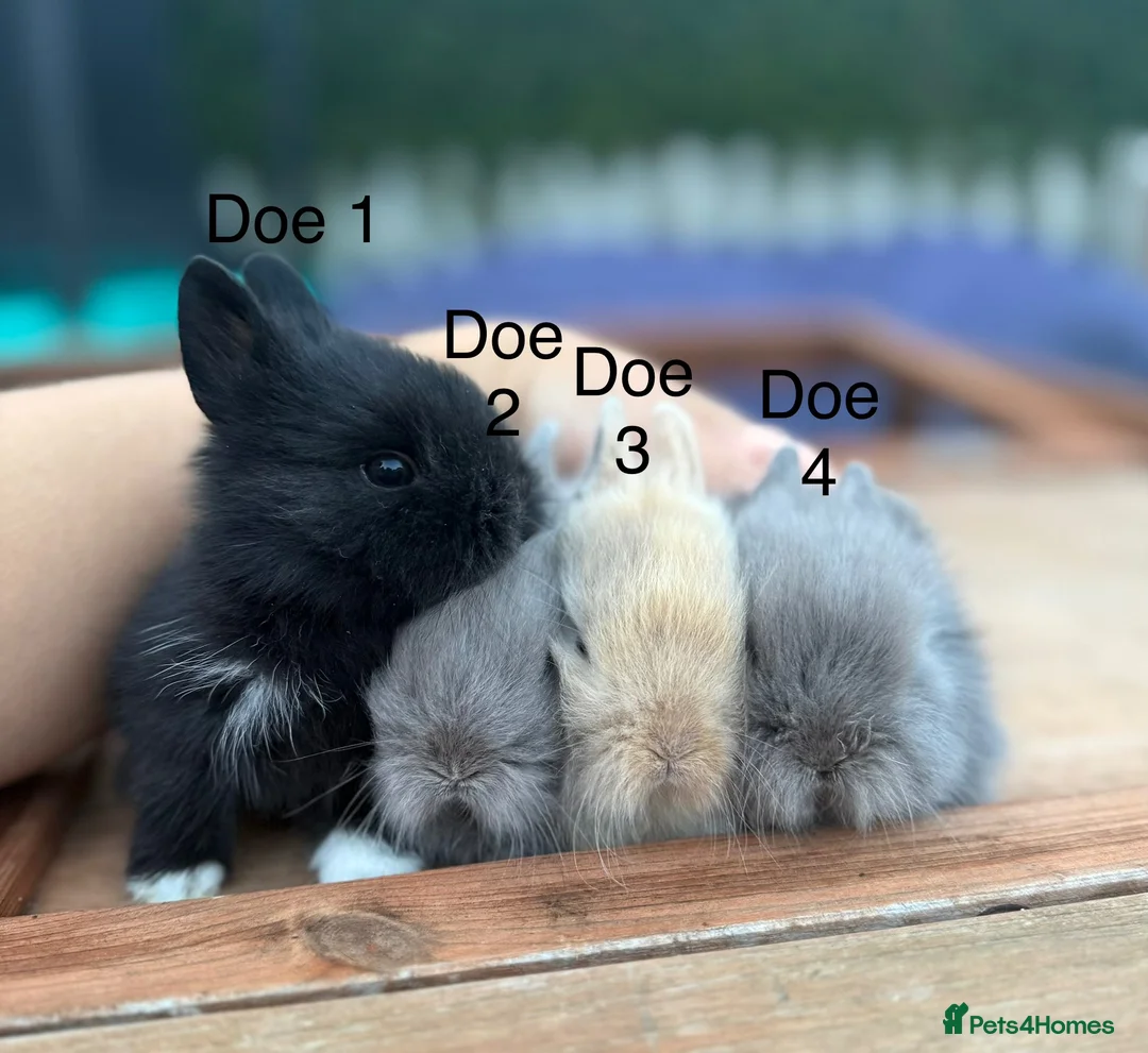 Lionhead rabbits for sale: Pure Bred Double Mane Lionhead Bunnies  in Nuneaton - Advert 1