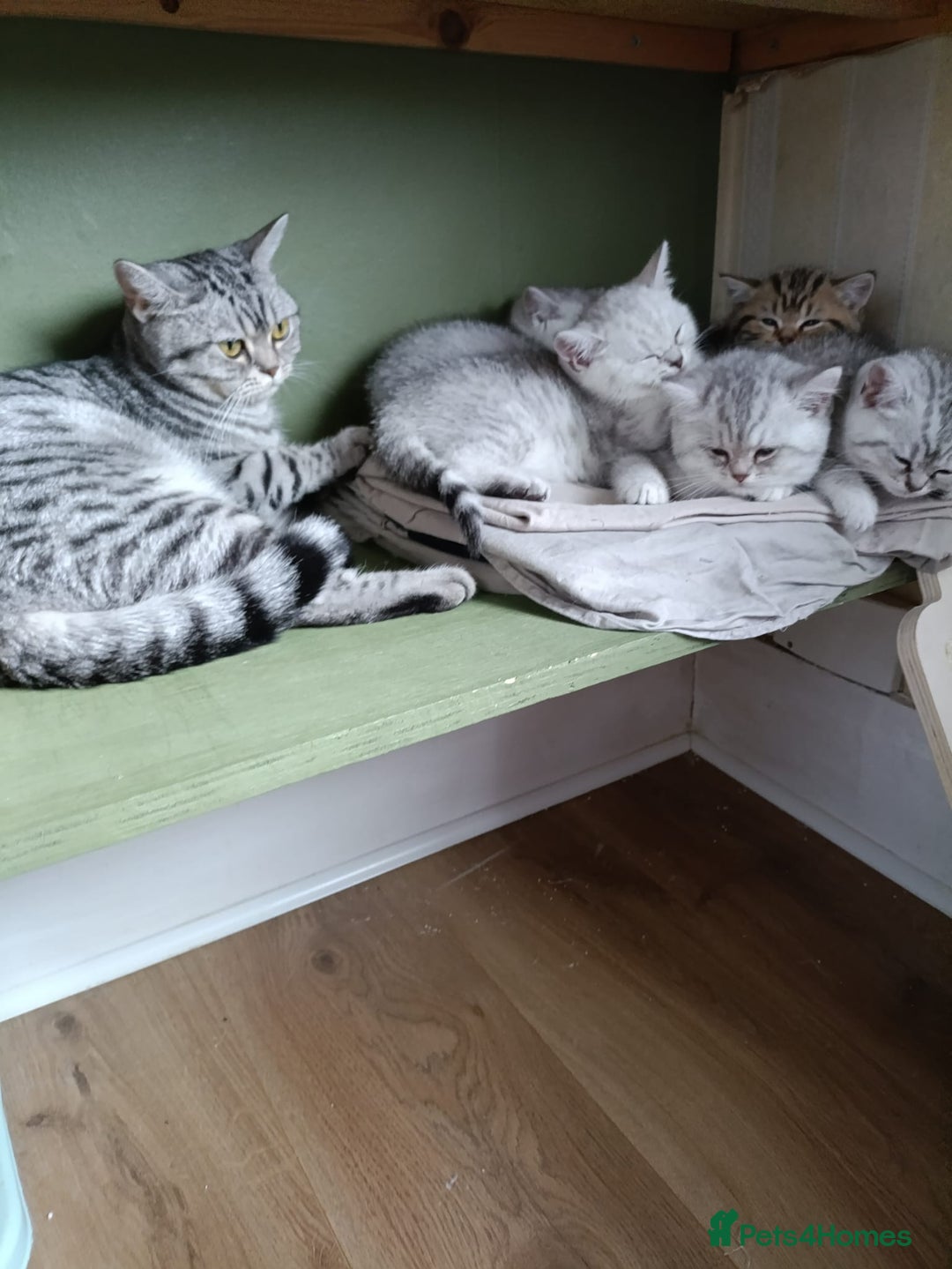 British Shorthair cats for sale: Beautiful  British Shorthair kittens  - Advert 2