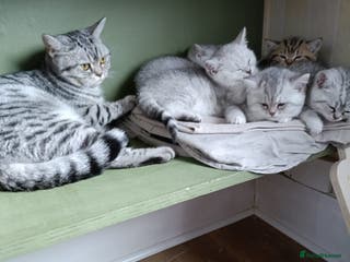 British Shorthair cats Beautiful British Shorthair and Scottish kittens - Advert 2