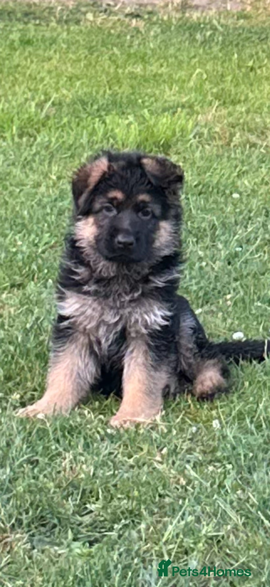 German Shepherd dogs Outstanding KC Registered German Shepherd Puppies - Advert 3