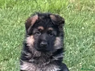 German Shepherd dogs Outstanding KC Registered German Shepherd Puppies - Advert 3