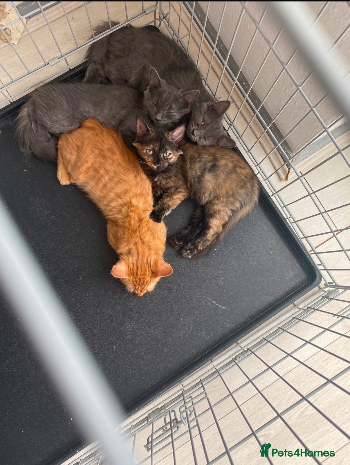 Mixed Breed cats kittens - Advert 2