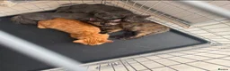 Mixed Breed cats for sale: kittens - Advert 1