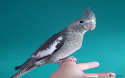 Cockatiels birds for sale: Hand reared semi tame DNA sexed baby cockatiel  in Worthing - Image 14