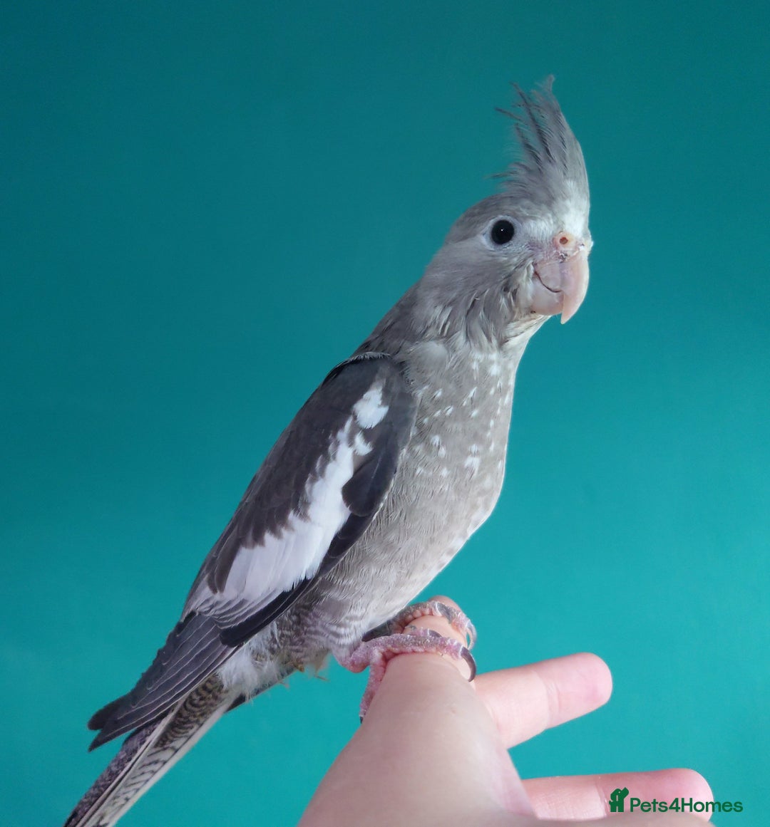 Cockatiels birds for sale: Hand reared semi tame DNA sexed baby cockatiel  in Worthing - Image 14