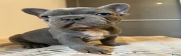 French Bulldog dogs for sale: Stunning frenchie boys  - Advert 15
