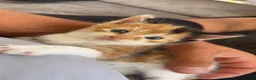 Mixed Breed cats for sale: 5 gorgeous kittens for sale  - Advert 7