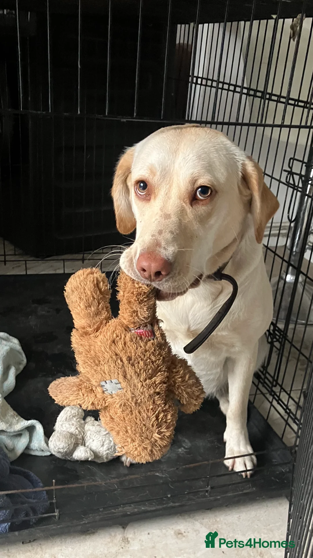 Labrador Retriever dogs for sale: Gorgeous Labrador puppies for sale. - Advert 10