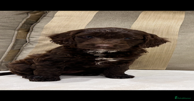 Cockapoo dogs - Advert 8