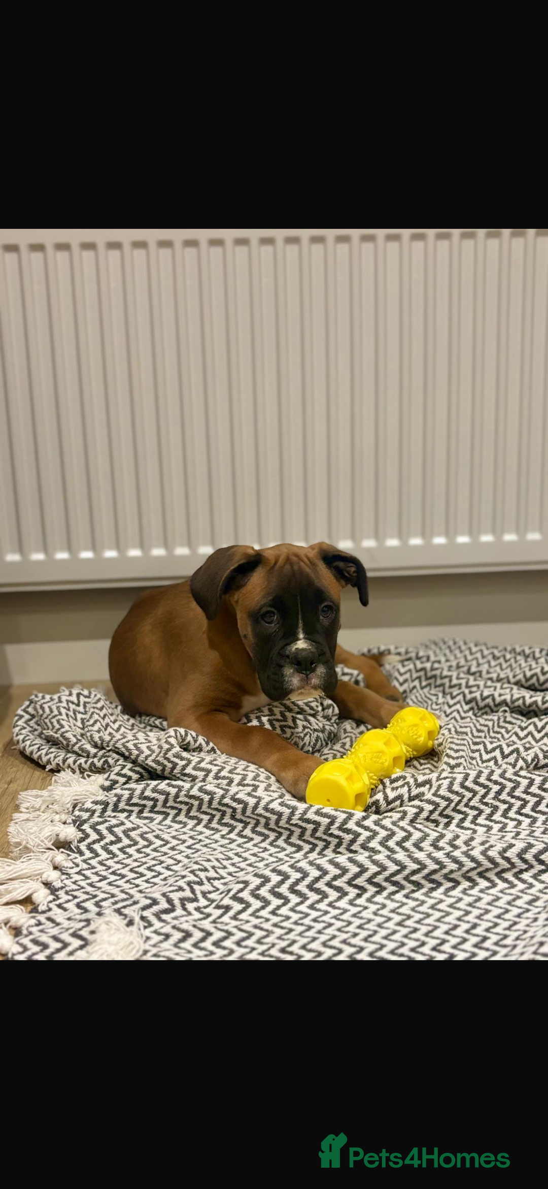 Boxer dogs for sale: Boxer puppies  - Advert 6