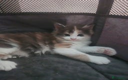 Maine Coon cats for sale: Maine Coon Kittens purebred – Reserve Now - Image 31