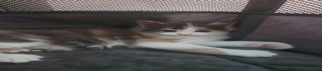 Maine Coon Kitten 1