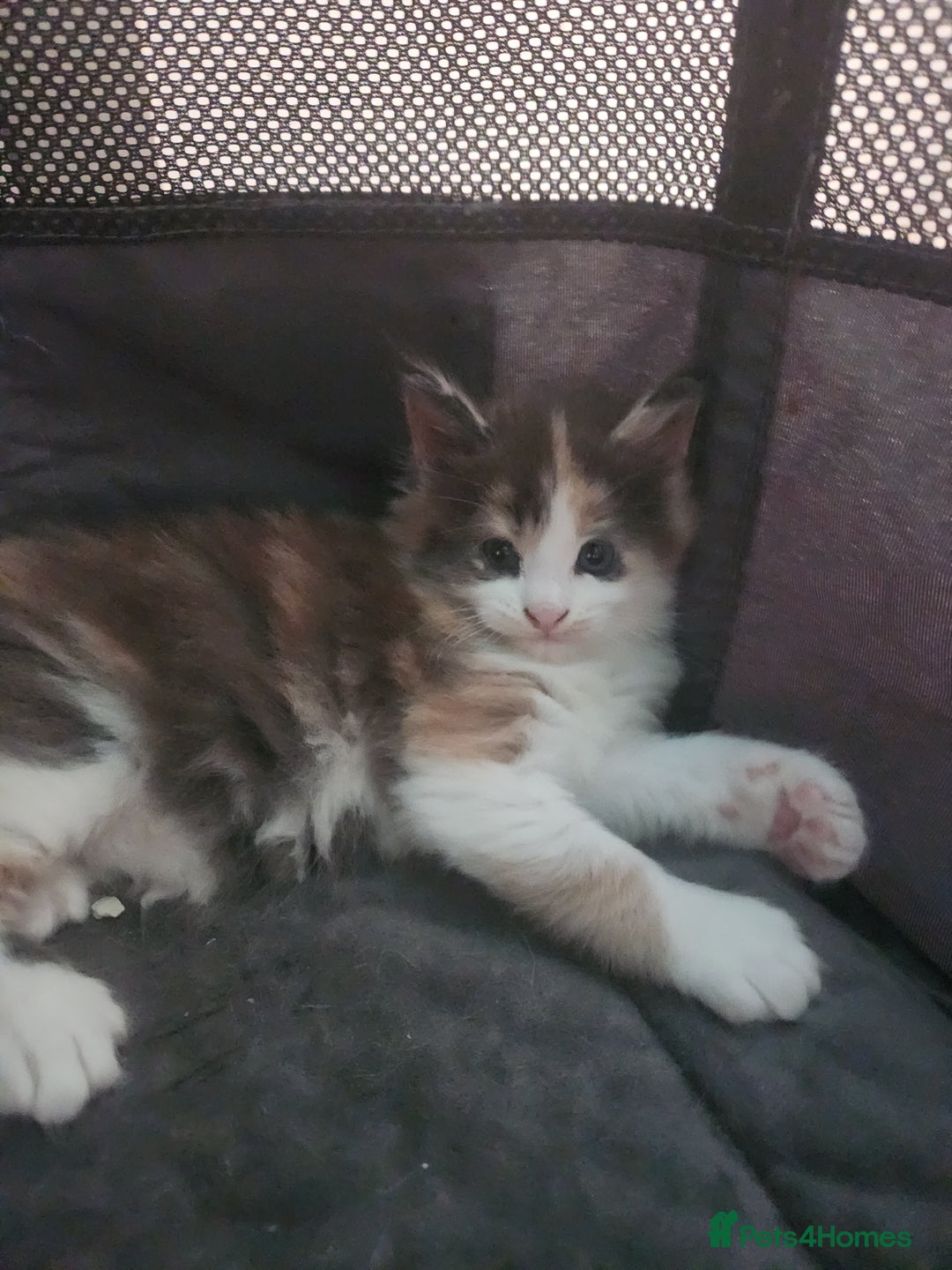 Maine Coon cats for sale: Maine Coon Kittens purebred – Reserve Now - Image 31