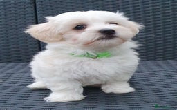 Maltese dogs for sale: Maltese Puppy KC Registred 9 weeks old London EN5 - Image 15