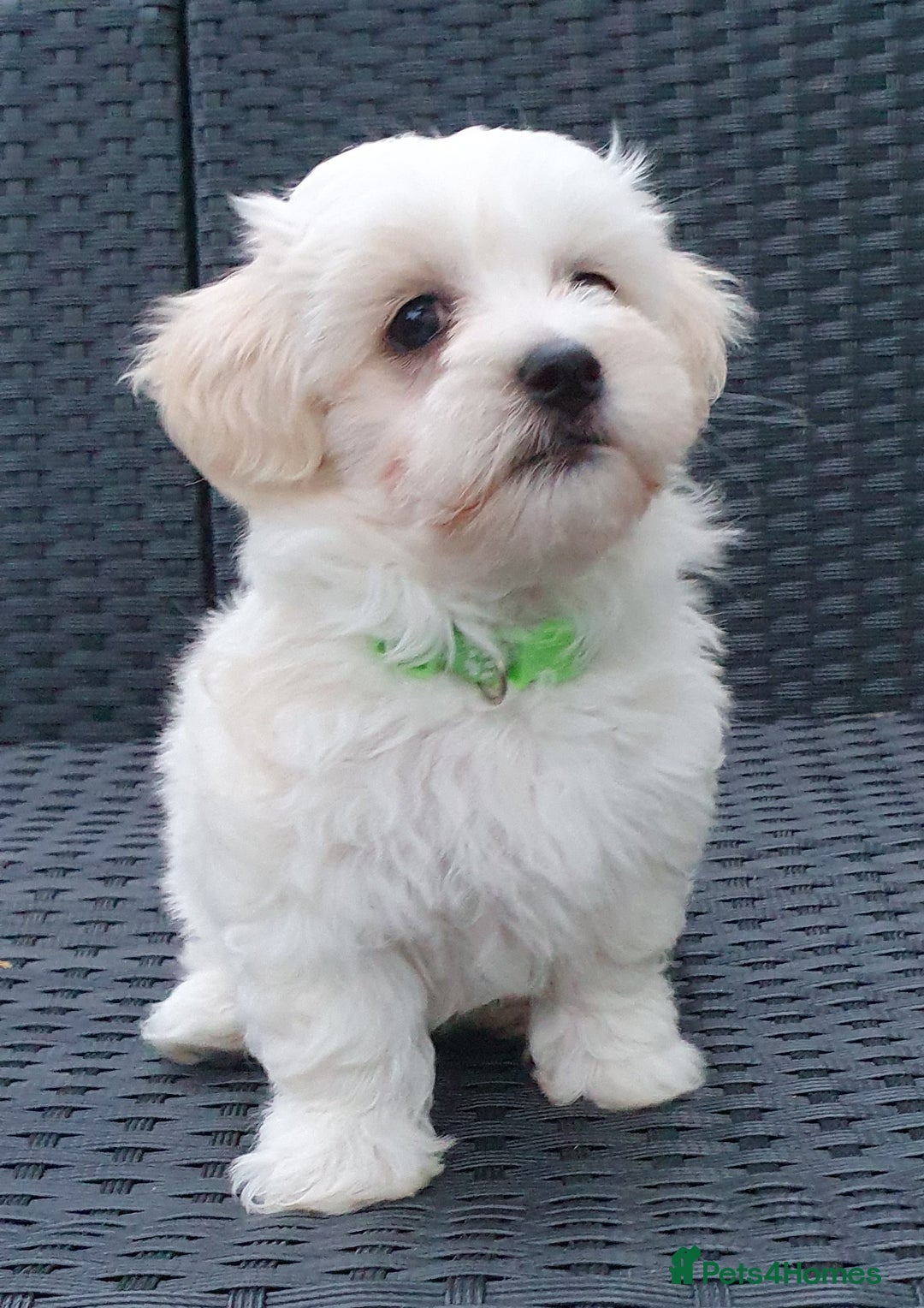 Maltese dogs for sale: Maltese Puppy KC Registred 9 weeks old London EN5 - Image 15