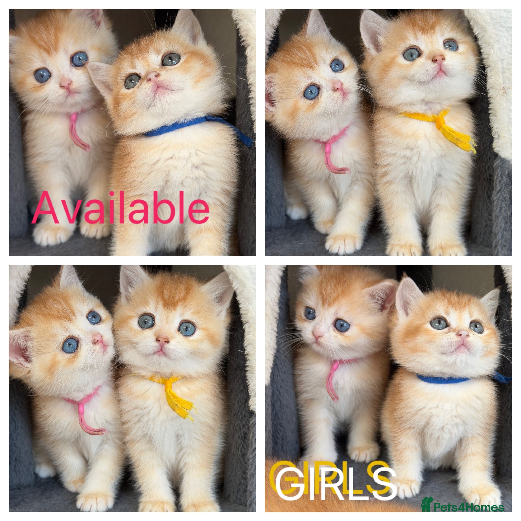 British Shorthair cats British sh odd eyed golden adorable kitten GCCF  - Advert 1