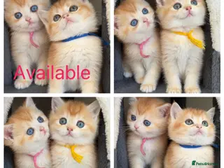 British Shorthair cats British sh odd eyed golden adorable kitten GCCF - Advert 1