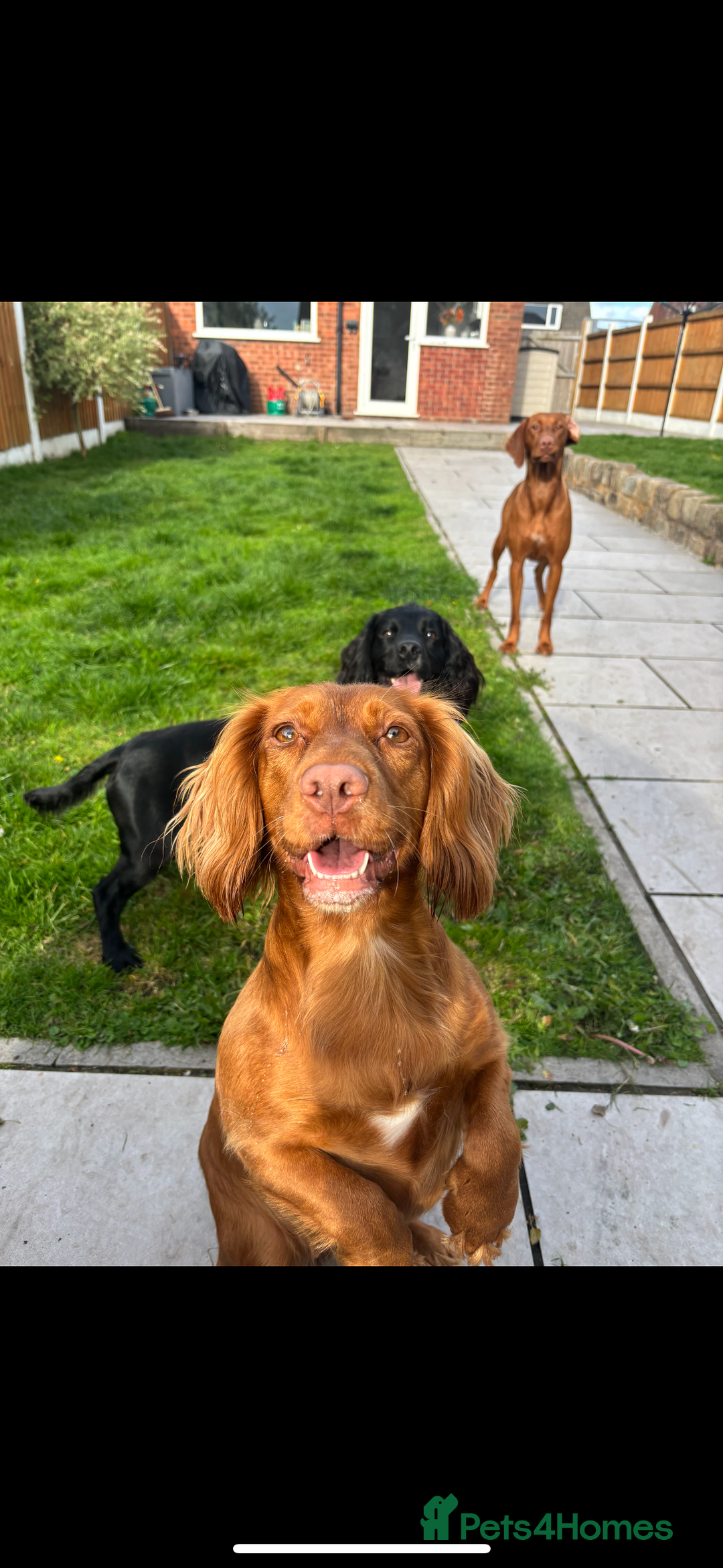 Cocker Spaniel dogs for sale: Working cocker spaniel pups due on 19th November - Image 2