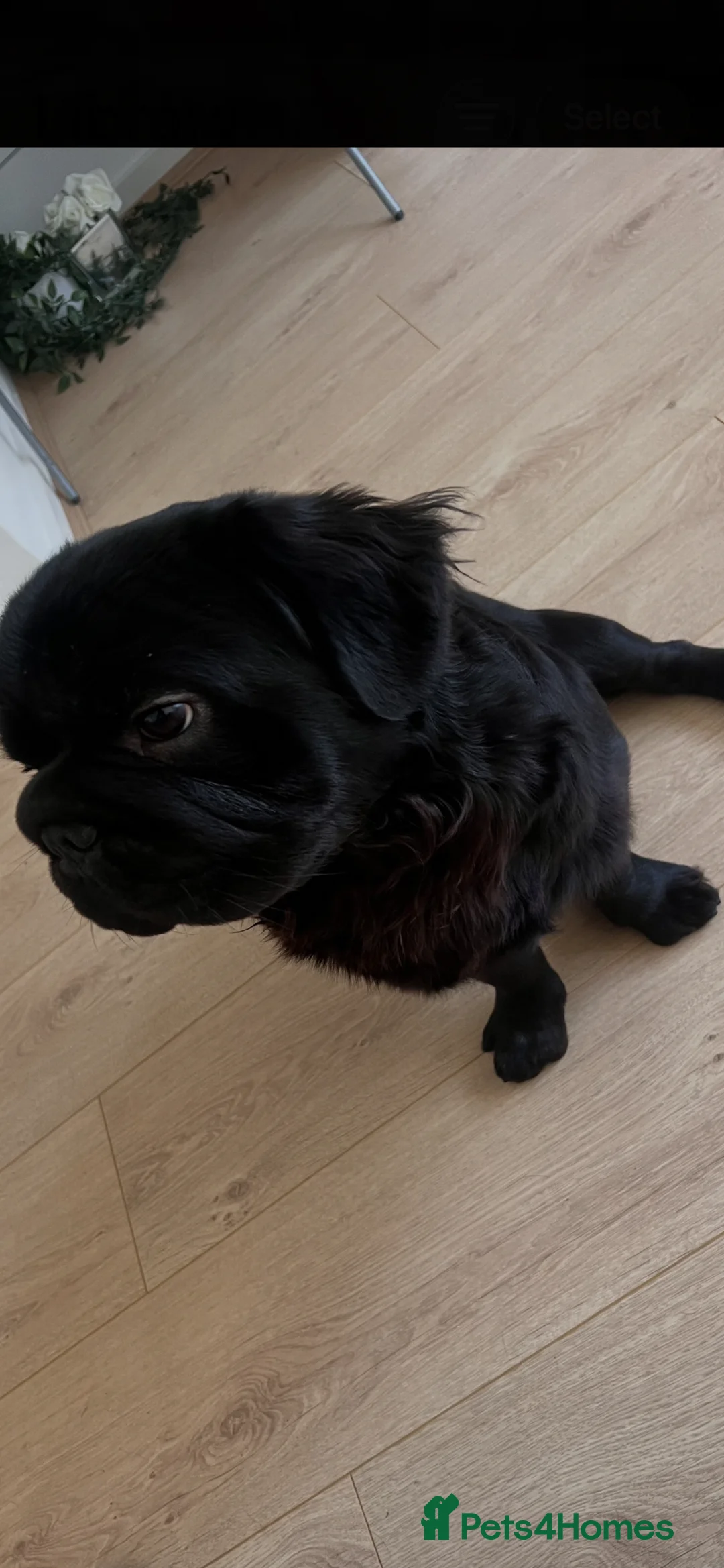 French Bulldog dogs for sale: Fluffy French Bulldog looking for forever home  - Advert 2