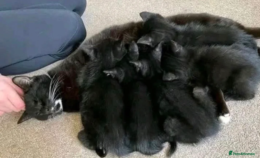 Mixed Breed cats for sale: Adorable kittens - Advert 5