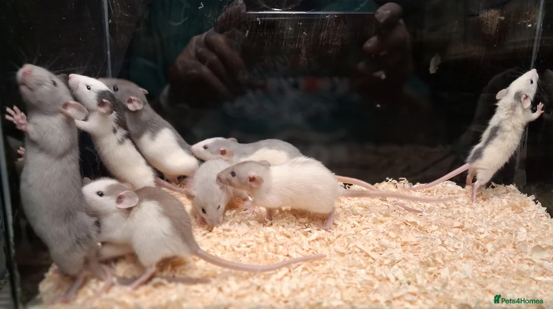 Rat rodents for sale: Baby Dumbo rats, natural, Rex , Nakeds - Advert 26