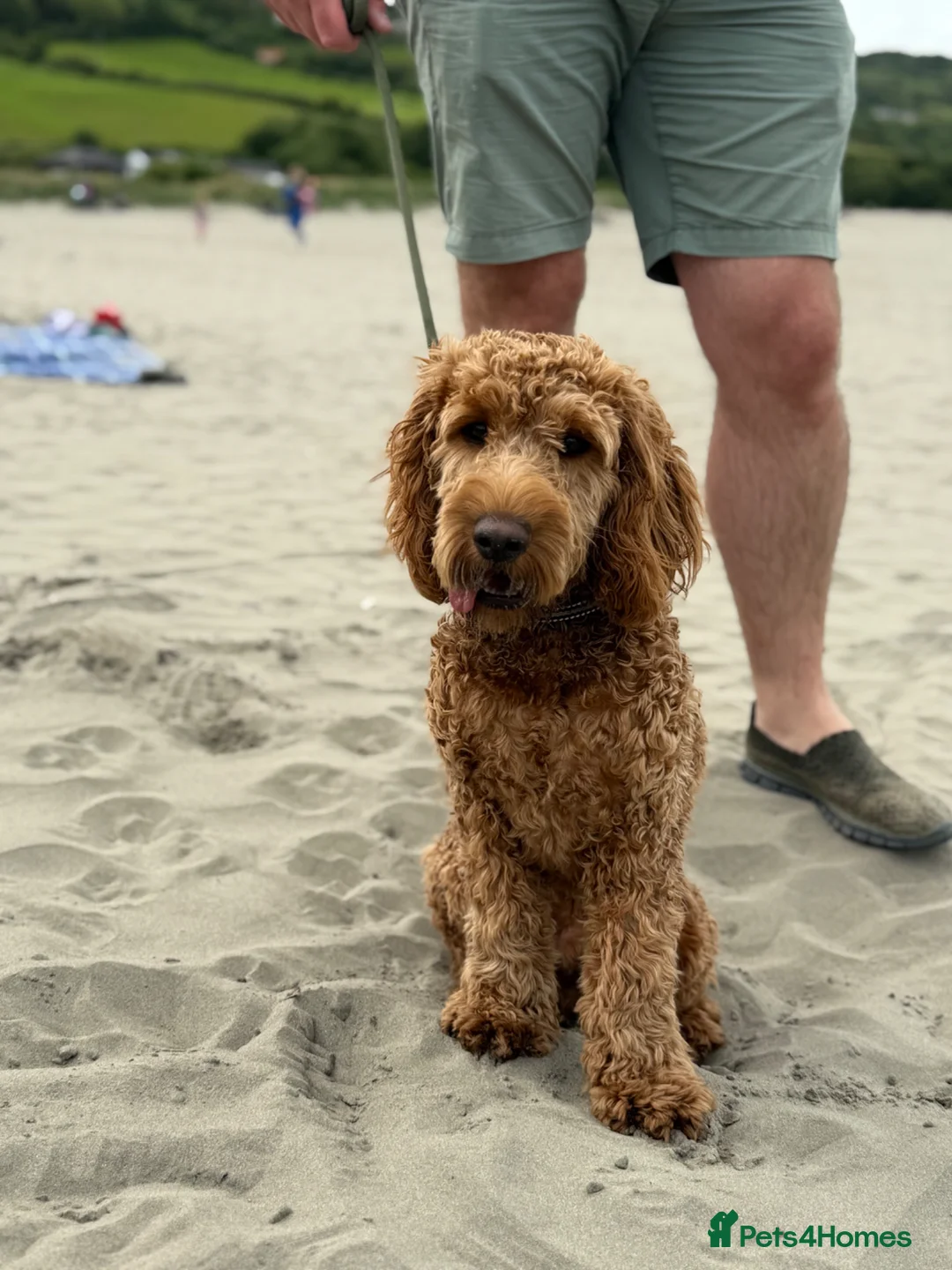 Cockapoo dogs for sale: Cokapoo  - Advert 7