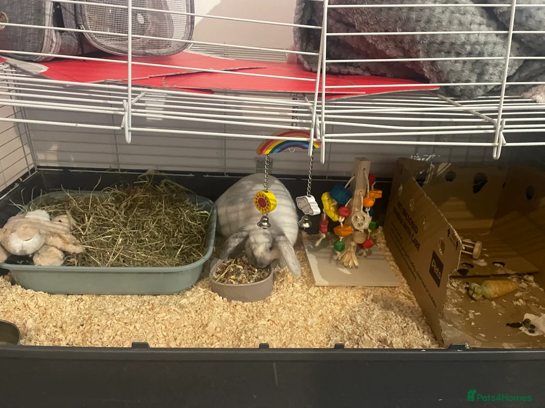 Mini Lop rabbits for sale: Thumper the Rabbit  in Mexborough - Advert 8