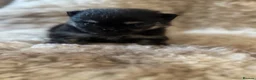 Pomeranian dogs for sale: Exclusive Stunning KC reg Teddy Bear Poms - Advert 11