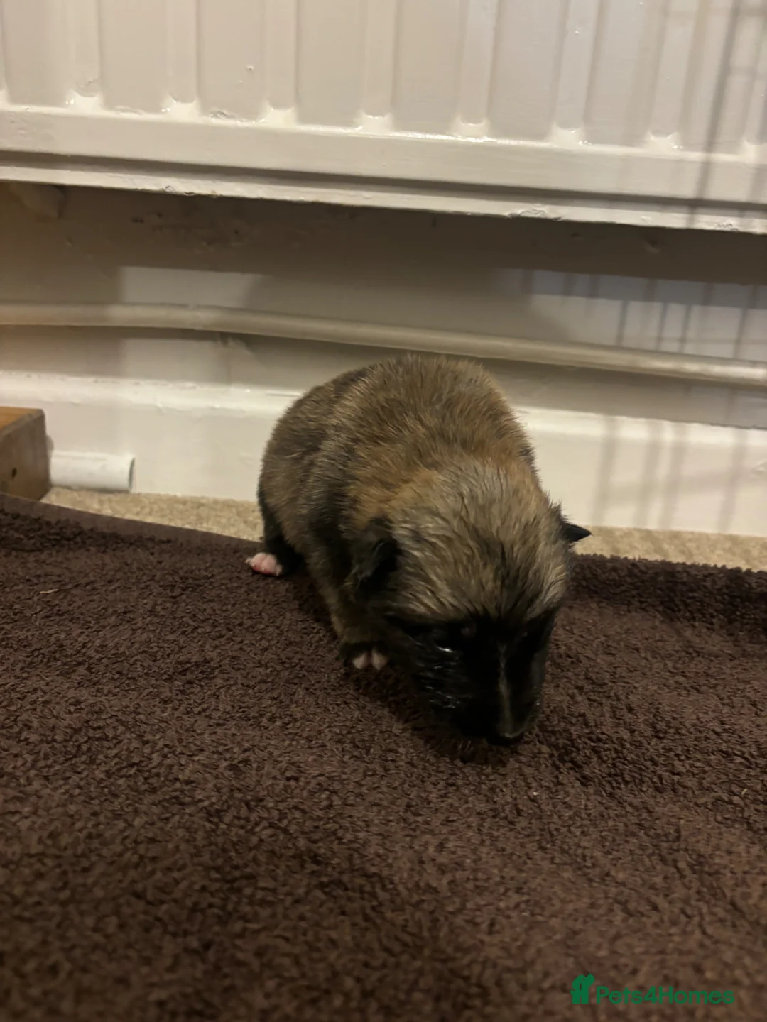 Mixed Breed dogs for sale: 6 weeks old Mali x Akita pups! - Advert 2