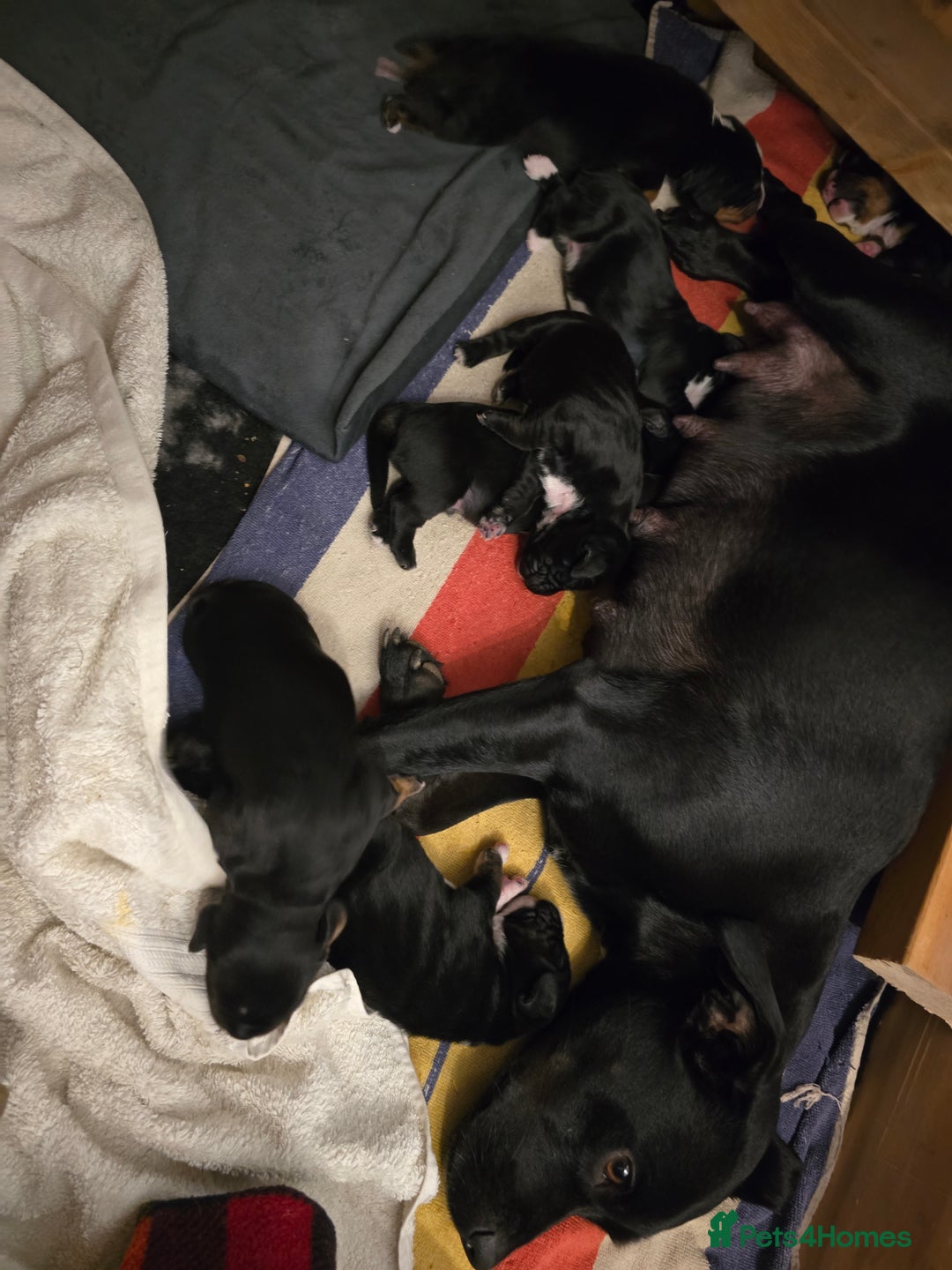 Mixed Breed dogs for sale: Sprocker puppies ready 10th Jan - Advert 11