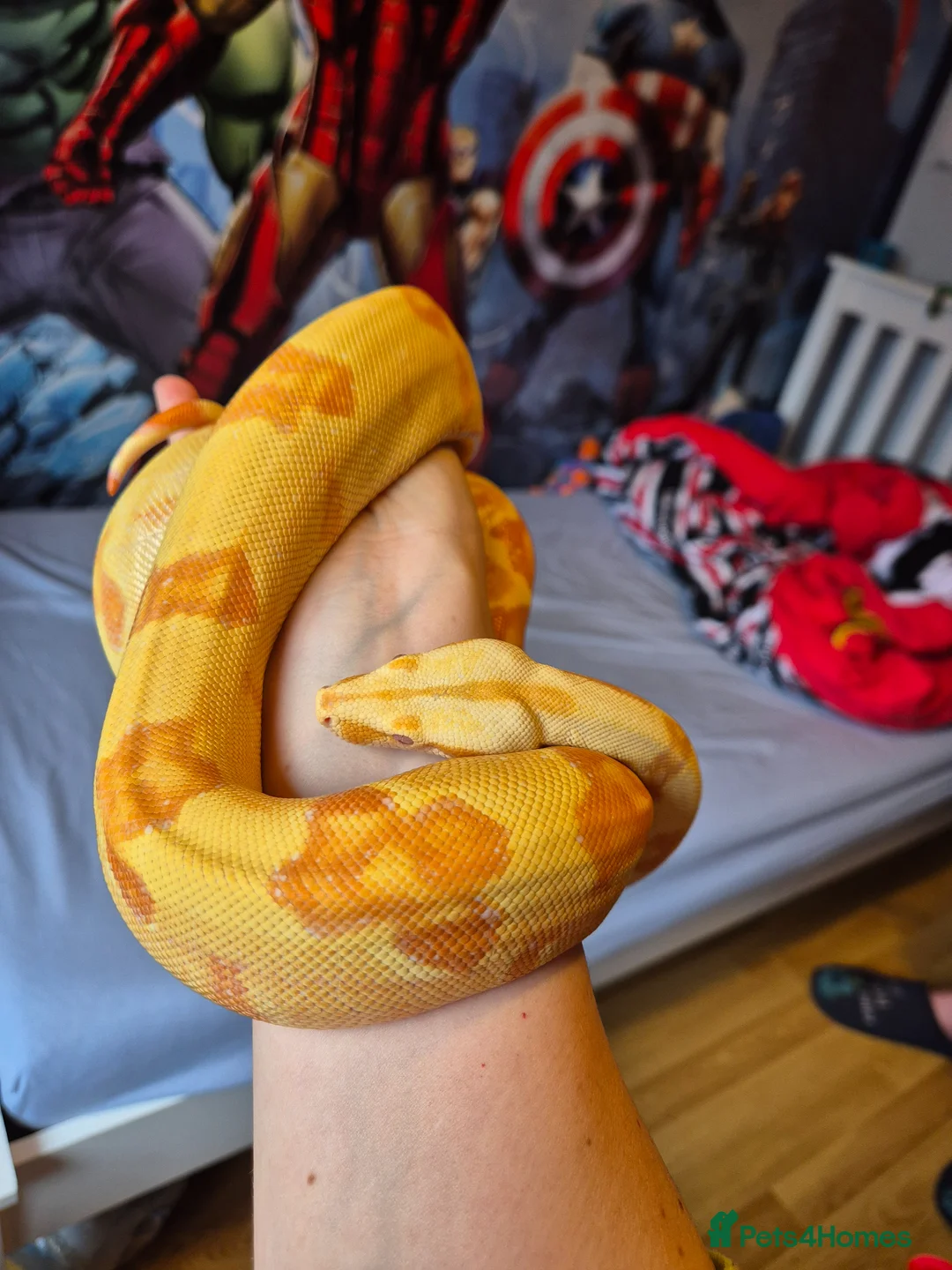 Boa Snake reptiles for sale: Female sunglow boa constrictor  in Swindon - Advert 4
