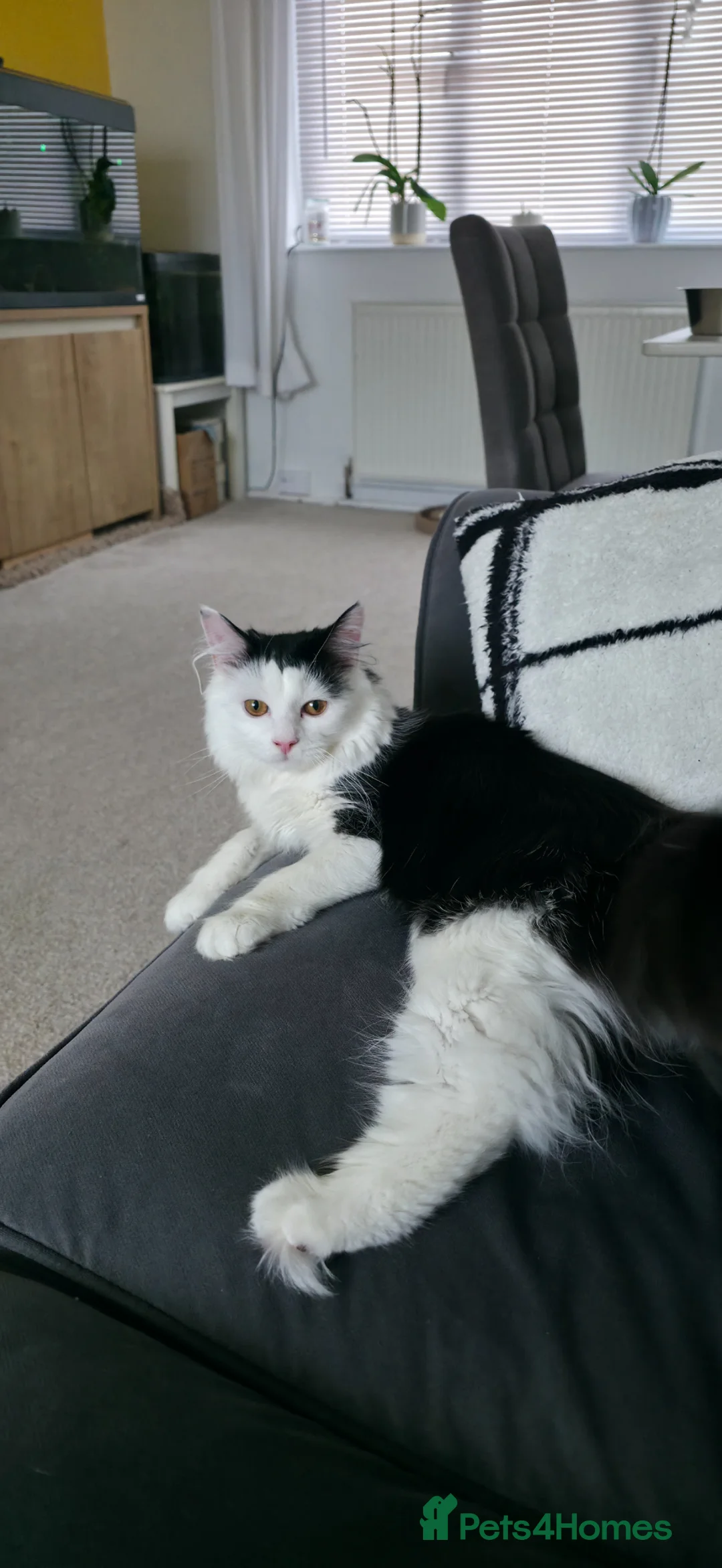 Mixed Breed cats for sale: Reggie (7 months) in Birmingham - Advert 2