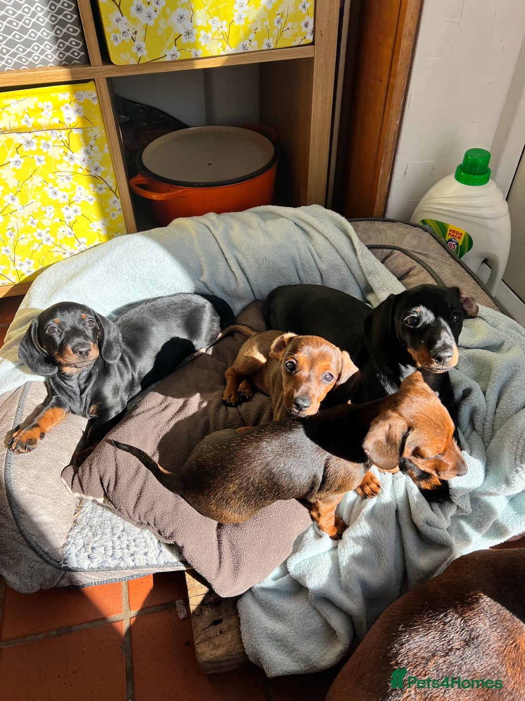 Miniature Dachshund dogs for sale: Excellent bloodlines mini smooth hair dachshunds  - Image 10